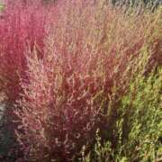 ヒメ日記 2025/12/04 10:03 投稿 まき 尼妻（あまづま）