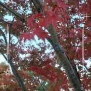 ヒメ日記 2025/12/06 11:14 投稿 まき 尼妻（あまづま）