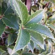 ヒメ日記 2025/12/09 10:55 投稿 まき 尼妻（あまづま）