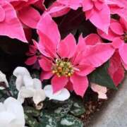 ヒメ日記 2025/12/11 09:57 投稿 まき 尼妻（あまづま）