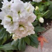 ヒメ日記 2025/12/16 10:46 投稿 まき 尼妻（あまづま）