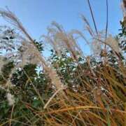 ヒメ日記 2025/12/23 09:30 投稿 まき 尼妻（あまづま）