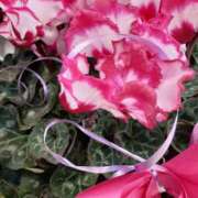 ヒメ日記 2025/12/25 09:21 投稿 まき 尼妻（あまづま）