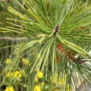 ヒメ日記 2026/01/13 09:10 投稿 まき 尼妻（あまづま）