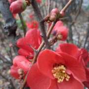 ヒメ日記 2026/01/23 09:48 投稿 まき 尼妻（あまづま）