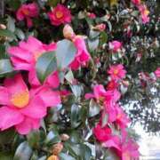 ヒメ日記 2026/01/28 10:56 投稿 まき 尼妻（あまづま）