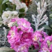 ヒメ日記 2026/01/29 12:01 投稿 まき 尼妻（あまづま）