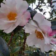 ヒメ日記 2026/01/31 22:20 投稿 まき 尼妻（あまづま）