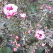 ヒメ日記 2026/02/03 10:24 投稿 まき 尼妻（あまづま）