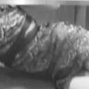 渚 ｵﾊﾖｫ(’つωｰ`).｡oO 高津角えび