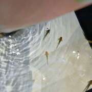 ヒメ日記 2025/06/05 09:12 投稿 よしの 高津角えび