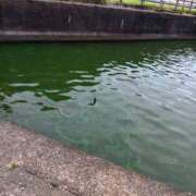 ヒメ日記 2025/07/13 09:28 投稿 よしの 高津角えび