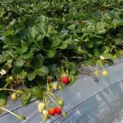 よしの イチゴ狩りまくり 高津角えび