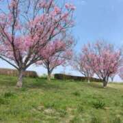 ヒメ日記 2026/04/09 07:28 投稿 よしの 高津角えび