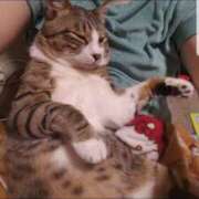 ヒメ日記 2025/12/02 19:20 投稿 愛 高津角えび