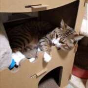 ヒメ日記 2026/03/05 01:48 投稿 愛 高津角えび