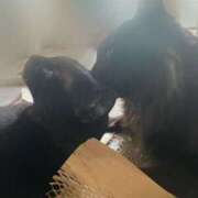 ヒメ日記 2025/08/18 09:28 投稿 なな 高津角えび