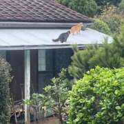 ヒメ日記 2025/10/28 21:08 投稿 なな 高津角えび