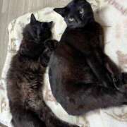 ヒメ日記 2025/12/31 23:18 投稿 なな 高津角えび