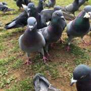 ヒメ日記 2026/03/01 13:18 投稿 なな 高津角えび