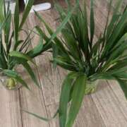 ヒメ日記 2026/04/17 15:38 投稿 なな 高津角えび