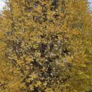 ヒメ日記 2025/12/07 05:38 投稿 雅（みやび） 高津角えび