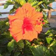 ヒメ日記 2025/06/30 17:18 投稿 あかね 高津角えび