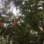 ヒメ日記 2025/08/04 17:18 投稿 あかね 高津角えび