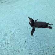 ヒメ日記 2025/08/10 17:28 投稿 あかね 高津角えび