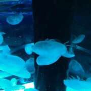 ヒメ日記 2025/08/24 17:18 投稿 あかね 高津角えび