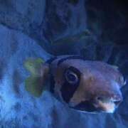 ヒメ日記 2025/09/22 17:28 投稿 あかね 高津角えび