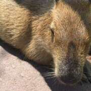 ヒメ日記 2025/10/19 18:18 投稿 あかね 高津角えび