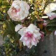 ヒメ日記 2025/12/21 17:18 投稿 あかね 高津角えび