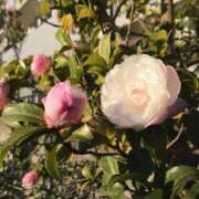 ヒメ日記 2026/01/11 17:18 投稿 あかね 高津角えび