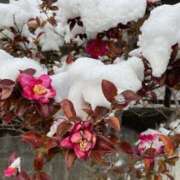 あかね ｡ﾟ·❅｡ﾟﾕｷ(( '-' ))ﾕｷ❅ﾟ·｡゜ 高津角えび