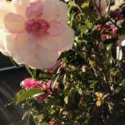 ヒメ日記 2026/03/03 17:25 投稿 あかね 高津角えび