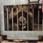 あかね (՞_  ̫ _՞)ᐝ 高津角えび