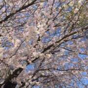 ヒメ日記 2026/04/19 17:18 投稿 あかね 高津角えび