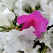 ヒメ日記 2025/04/24 13:21 投稿 ぼたん 奥鉄オクテツ神奈川店（デリヘル市場グループ）