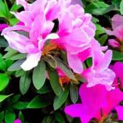 ヒメ日記 2026/04/21 12:14 投稿 ぼたん 奥鉄オクテツ神奈川店（デリヘル市場グループ）