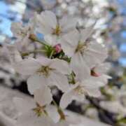 ヒメ日記 2025/04/05 14:16 投稿 ぼたん 奥鉄オクテツ東京店（デリヘル市場）