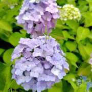 ヒメ日記 2025/06/03 08:02 投稿 ぼたん 奥鉄オクテツ東京店（デリヘル市場）