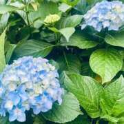 ヒメ日記 2025/05/27 23:52 投稿 あずにゃん 上野デリヘル倶楽部