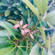 ヒメ日記 2025/09/11 11:31 投稿 あずにゃん 上野デリヘル倶楽部