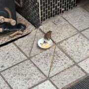 ヒメ日記 2026/01/25 21:02 投稿 りんな～マット＆M性感～ アメイジングビル～道後最大級！遊び方無限大∞ヘルス♪～