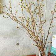 ヒメ日記 2025/03/09 17:51 投稿 りんご クラブ貴公子