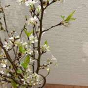 ヒメ日記 2025/03/20 06:44 投稿 りんご クラブ貴公子