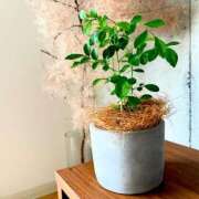 ヒメ日記 2025/06/29 20:10 投稿 りんご クラブ貴公子