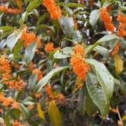 ヒメ日記 2025/10/25 13:19 投稿 りんご クラブ貴公子