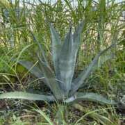 ヒメ日記 2025/08/09 00:07 投稿 おとは 変態なんでも鑑定団